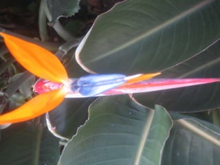 Apresentação estrelícias