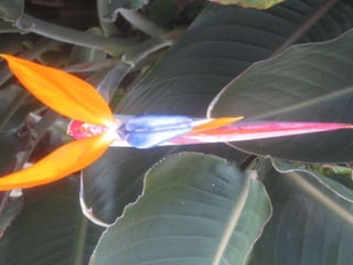 Apresentação estrelícias