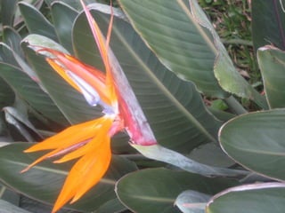 Apresentação estrelícias