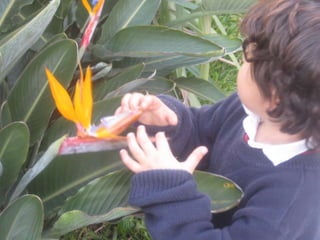 Apresentação estrelícias