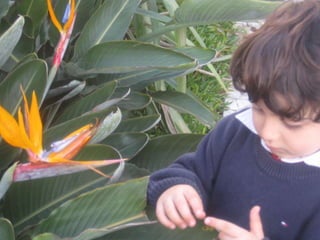 Apresentação estrelícias