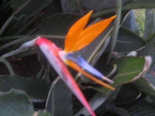 Apresentação estrelícias