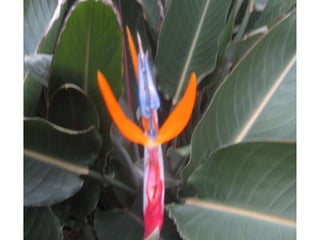 Apresentação estrelícias