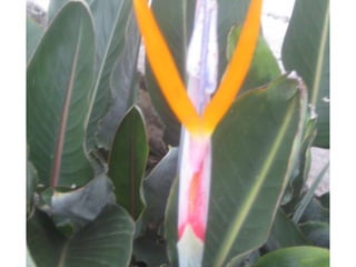 Apresentação estrelícias