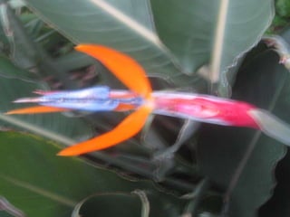 Apresentação estrelícias