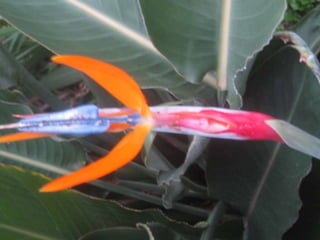 Apresentação estrelícias