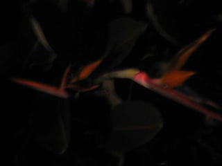 Apresentação estrelícias