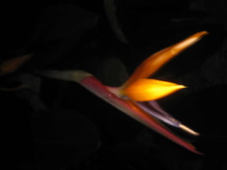 Apresentação estrelícias