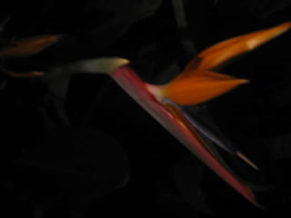 Apresentação estrelícias