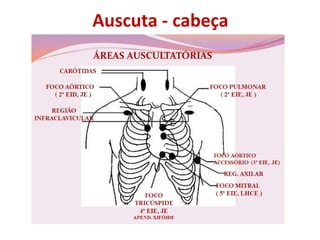 Auscuta - cabeça
 