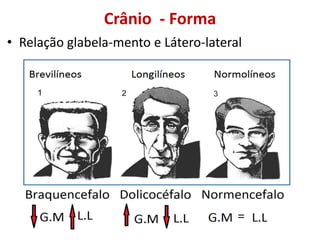 Crânio - Forma
• Relação glabela-mento e Látero-lateral
 