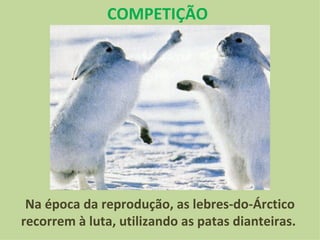Na época da reprodução, as lebres-do-Árctico recorrem à luta, utilizando as patas dianteiras.  COMPETIÇÃO 