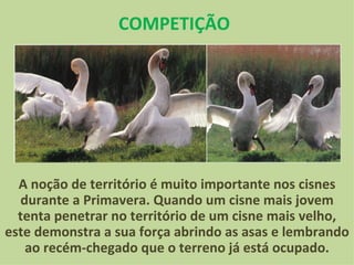A noção de território é muito importante nos cisnes durante a Primavera. Quando um cisne mais jovem tenta penetrar no território de um cisne mais velho, este demonstra a sua força abrindo as asas e lembrando ao recém-chegado que o terreno já está ocupado. COMPETIÇÃO 