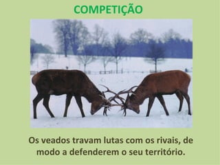 Os veados travam lutas com os rivais, de modo a defenderem o seu território. COMPETIÇÃO 