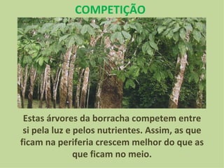 COMPETIÇÃO Estas árvores da borracha competem entre si pela luz e pelos nutrientes. Assim, as que ficam na periferia crescem melhor do que as que ficam no meio. 