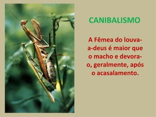 A Fêmea do louva-a-deus é maior que o macho e devora-o, geralmente, após o acasalamento. CANIBALISMO 