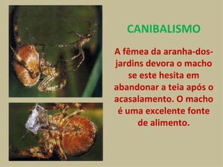A fêmea da aranha-dos-jardins devora o macho se este hesita em abandonar a teia após o acasalamento. O macho é uma excelente fonte de alimento. CANIBALISMO 