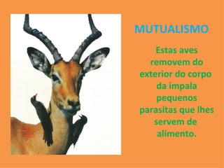 MUTUALISMO Estas aves removem do exterior do corpo  da impala pequenos parasitas que lhes servem de  alimento. 
