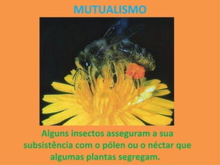 MUTUALISMO Alguns insectos asseguram a sua subsistência com o pólen ou o néctar que algumas plantas segregam.  