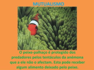 MUTUALISMO O peixe-palhaço é protegido dos predadores pelos tentáculos da anémona que a ele não o afectam. Esta pode receber algum alimento deixado pelo peixe. 