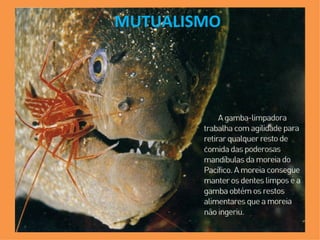 MUTUALISMO 