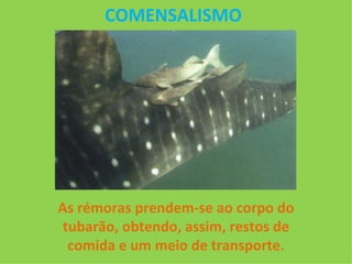 COMENSALISMO As rémoras prendem-se ao corpo do tubarão, obtendo, assim, restos de comida e um meio de transporte. 