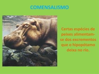 COMENSALISMO Certas espécies de peixes alimentam-se dos excrementos que o hipopótamo deixa no rio. 