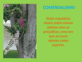 COMENSALISMO Estas orquídeas vivem sobre outras plantas sem as prejudicar, uma vez que as usam apenas como suporte. 