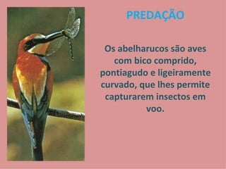PREDAÇÃO Os abelharucos são aves com bico comprido, pontiagudo e ligeiramente curvado, que lhes permite capturarem insectos em voo. 