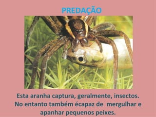 PREDAÇÃO Esta aranha captura, geralmente, insectos. No entanto também écapaz de  mergulhar e apanhar pequenos peixes. 