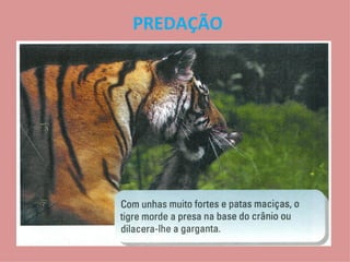 PREDAÇÃO 