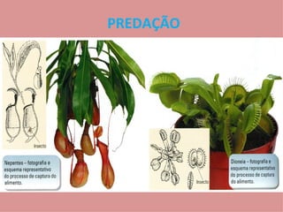 PREDAÇÃO 
