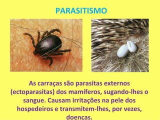 PARASITISMO As carraças são parasitas externos (ectoparasitas) dos mamíferos, sugando-lhes o sangue. Causam irritações na pele dos hospedeiros e transmitem-lhes, por vezes, doenças. 