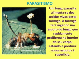 PARASITISMO Um fungo parasita alimenta-se dos tecidos vivos desta formiga. A formiga terá ingerido um esporo do fungo que rapidamente proliferou no interior do seu corpo, estando a produzir novos esporos à superfície. 
