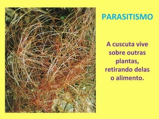 PARASITISMO A cuscuta vive sobre outras plantas, retirando delas o alimento. 