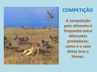COMPETIÇÃO A competição pelo alimento é frequente entre diferentes predadores, como é o caso desta leoa e hienas. 
