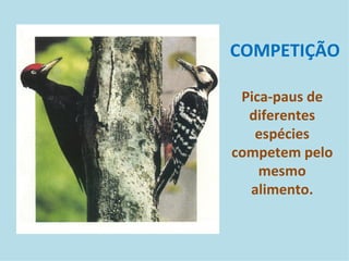 COMPETIÇÃO Pica-paus de diferentes espécies competem pelo mesmo alimento. 