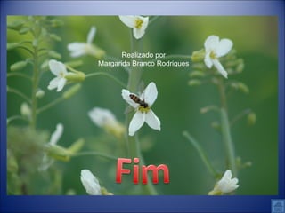Realizado por Margarida Branco Rodrigues 