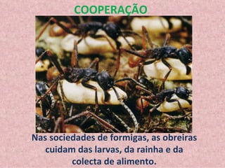 Nas sociedades de formigas, as obreiras cuidam das larvas, da rainha e da colecta de alimento. COOPERAÇÃO 