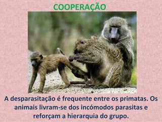 A desparasitação é frequente entre os primatas. Os animais livram-se dos incómodos parasitas e reforçam a hierarquia do grupo. COOPERAÇÃO 