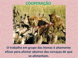 O trabalho em grupo das hienas é altamente eficaz para afastar abutres das carcaças de que se alimentam. COOPERAÇÃO 