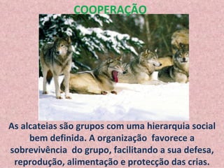 As alcateias são grupos com uma hierarquia social bem definida. A organização  favorece a sobrevivência  do grupo, facilitando a sua defesa, reprodução, alimentação e protecção das crias. COOPERAÇÃO 