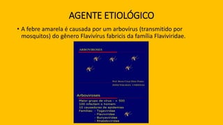 AGENTE ETIOLÓGICO
• A febre amarela é causada por um arbovírus (transmitido por
mosquitos) do gênero Flavivírus fabricis da família Flaviviridae.
 
