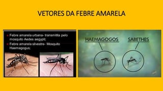 VETORES DA FEBRE AMARELA
 