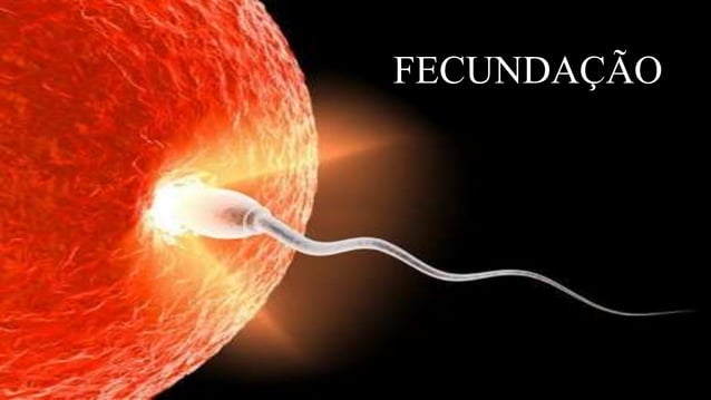 Apresentação fecundação, processo de inicio ate a formação do zigoto | PPT