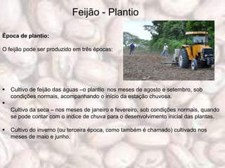 Feijão - Plantio

Época de plantio:

O feijão pode ser produzido em três épocas:




   Cultivo de feijão das águas –o plantio nos meses de agosto e setembro, sob
    condições normais, acompanhando o início da estação chuvosa.

    Cultivo da seca – nos meses de janeiro e fevereiro, sob condições normais, quando
    se pode contar com o índice de chuva para o desenvolvimento inicial das plantas.

   Cultivo do inverno (ou terceira época, como também é chamado) cultivado nos
    meses de maio e junho.
 