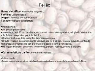 Feijão
Nome científico: Phaseolus vulgaris L.
Família: Leguminosae
Origem: América do Sul e Central
Características da planta:

Planta Anual
um pouco pubescente
caule finos, até 60 cm de altura, ou possuir hábito de trepadeira, atingindo assim 3 m.
 As folhas compostas por três folíolos:
Um terminal e os dois restantes laterais e opostos.
O fruto : vagem de comprimento variável, de 10 a 20 cm, reta ou curvada, contendo
numerosas sementes de cor e formato de acordo com a variedade.
Há feijões brancos, amarelos, vermelhos, pardos, róseos, pretos e pitalgos.

Características da flor: flores hermafroditas.

Cálice : verde
Corola: composta por cinco pétalas de coloração branca, amarelada, rosada ou violácea.
 