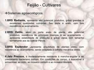 Feijão - Cultivares
Sistemas agroecológicos.

1.BRS Radiante, apresenta alto potencial produtivo, grãos grandes e
    excelentes qualidades culinárias. Seu porte é ereto, com boa
    resistência ao acamamento.

2.BRS Estilo, além do porte ereto de planta, alto potencial
    produtivo, resistência às principais doenças e ao acamamento –
    apresenta estabilidade de produção e grãos claros com tamanho
    semelhante aos da cultivar Pérola.

3.BRS Esplendor ,apresenta arquitetura de plantas ereta, com
resistência ao acamamento, sendo adaptada à colheita mecânica direta.

4.Jalo Precoce, é moderadamente resistente à mancha-angular e ao
crestamento bacteriano comum. Em condições de campo, é suscetível à
antracnose, ao oídio, ao mosaico comum e ao mosaico dourado.
 