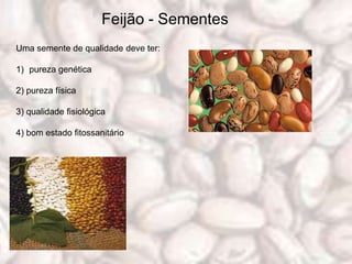 Feijão - Sementes
Uma semente de qualidade deve ter:

1) pureza genética

2) pureza física

3) qualidade fisiológica

4) bom estado fitossanitário
 