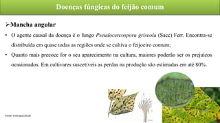 Doenças fúngicas do feijão comum
Fonte: Embrapa (2018)
Mancha angular
• O agente causal da doença é o fungo Pseudocercospora griseola (Sacc) Ferr. Encontra-se
distribuída em quase todas as regiões onde se cultiva o feijoeiro comum;
• Quanto mais precoce for o seu aparecimento na cultura, maiores poderão ser os prejuízos
ocasionados. Em cultivares suscetíveis as perdas na produção são estimadas em até 80%.
 